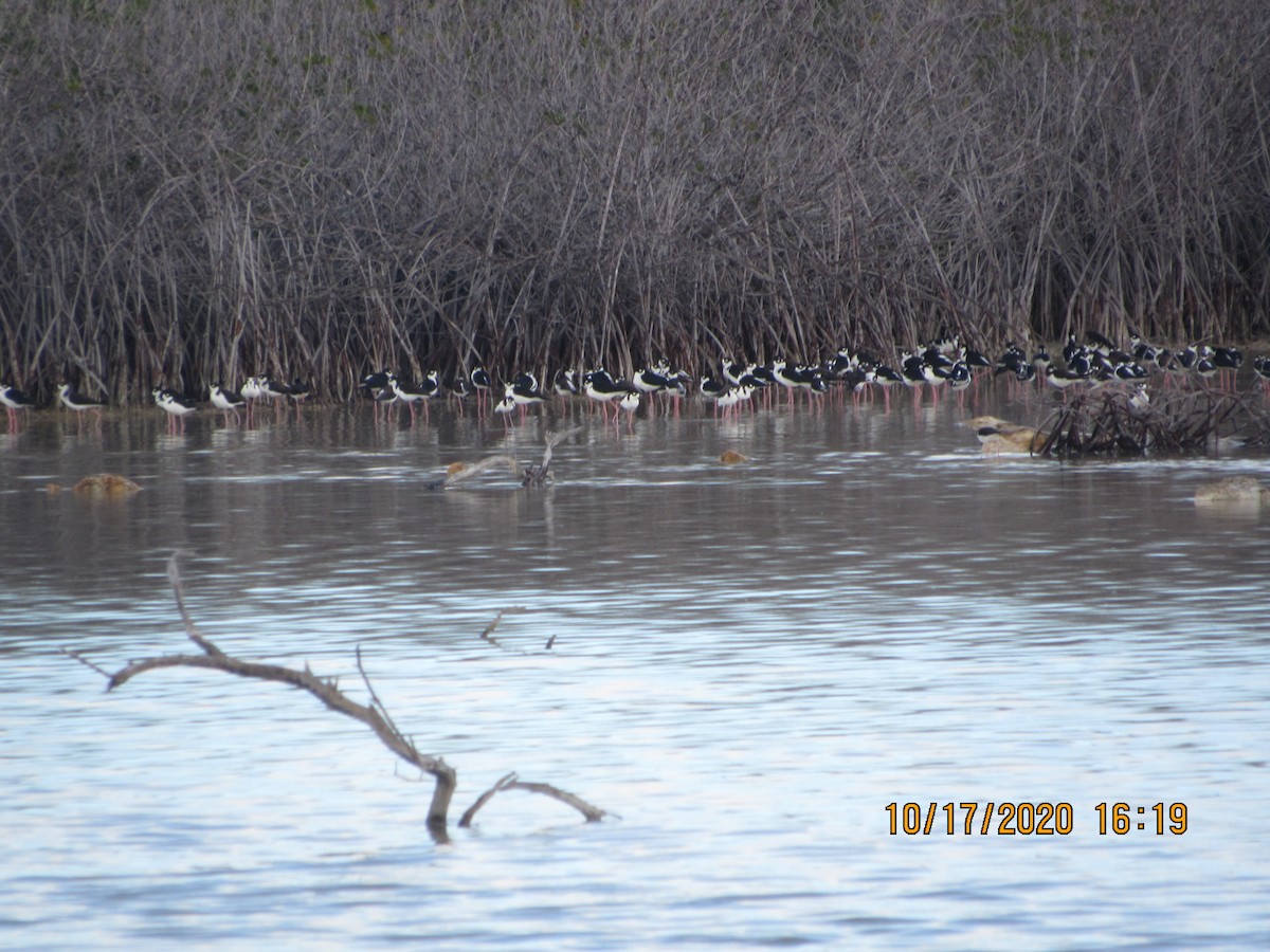 Black-necked Stilt - ML272148971