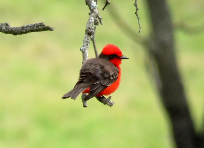 Vermilion Flycatcher - ML272148981