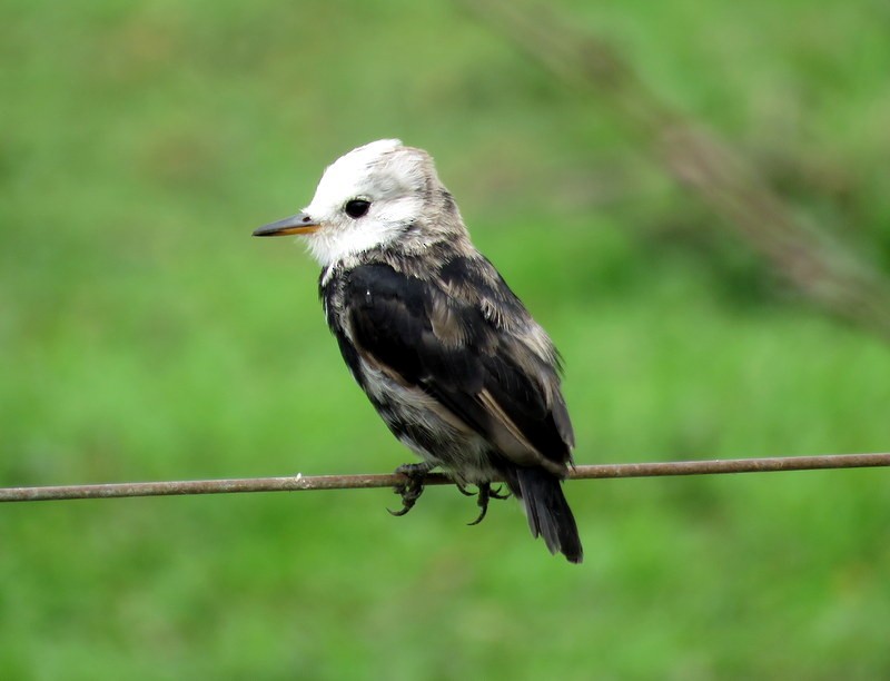 White-headed Marsh Tyrant - ML272149761