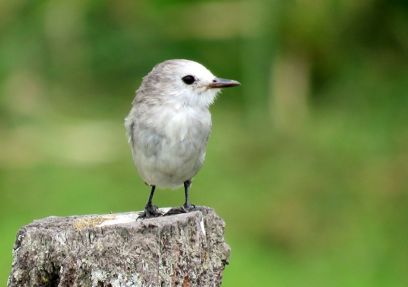 White-headed Marsh Tyrant - ML272149781