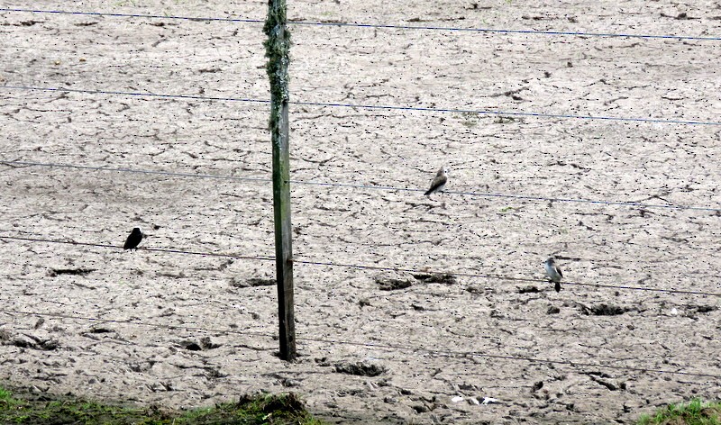 White-headed Marsh Tyrant - ML272149821