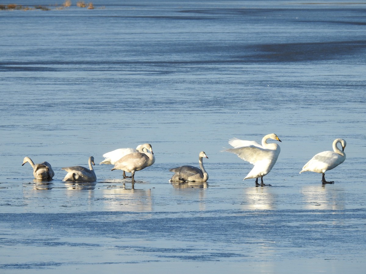 Whooper Swan - Martin Rheinheimer