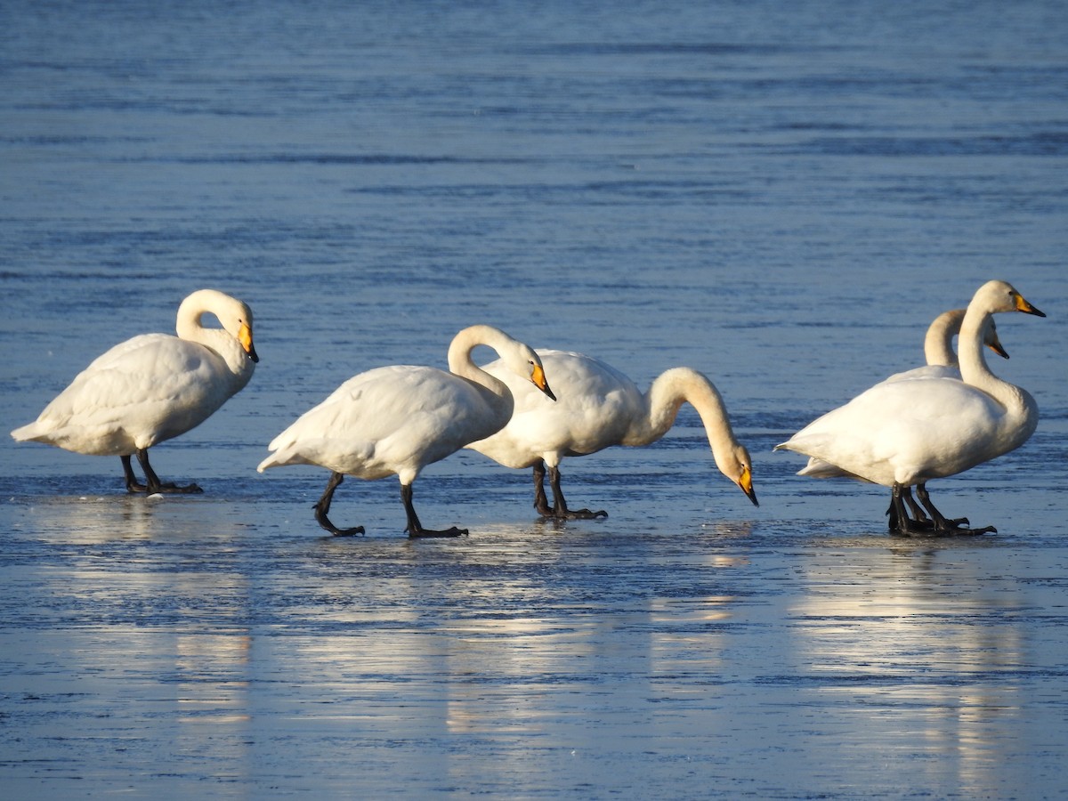 Whooper Swan - ML272150011