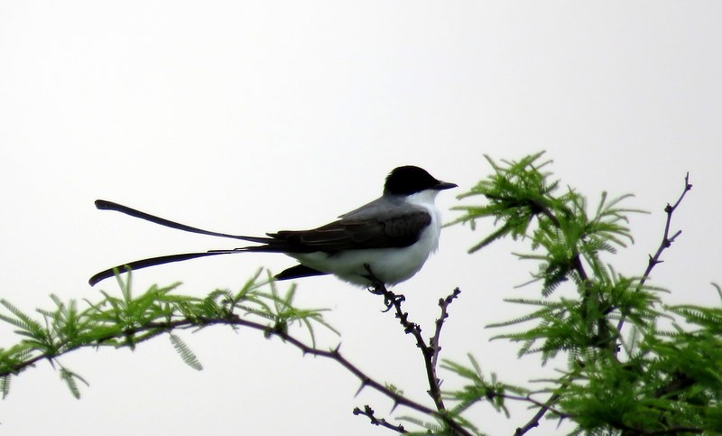 Fork-tailed Flycatcher - ML272150551