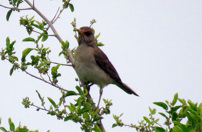 Creamy-bellied Thrush - ML272150711