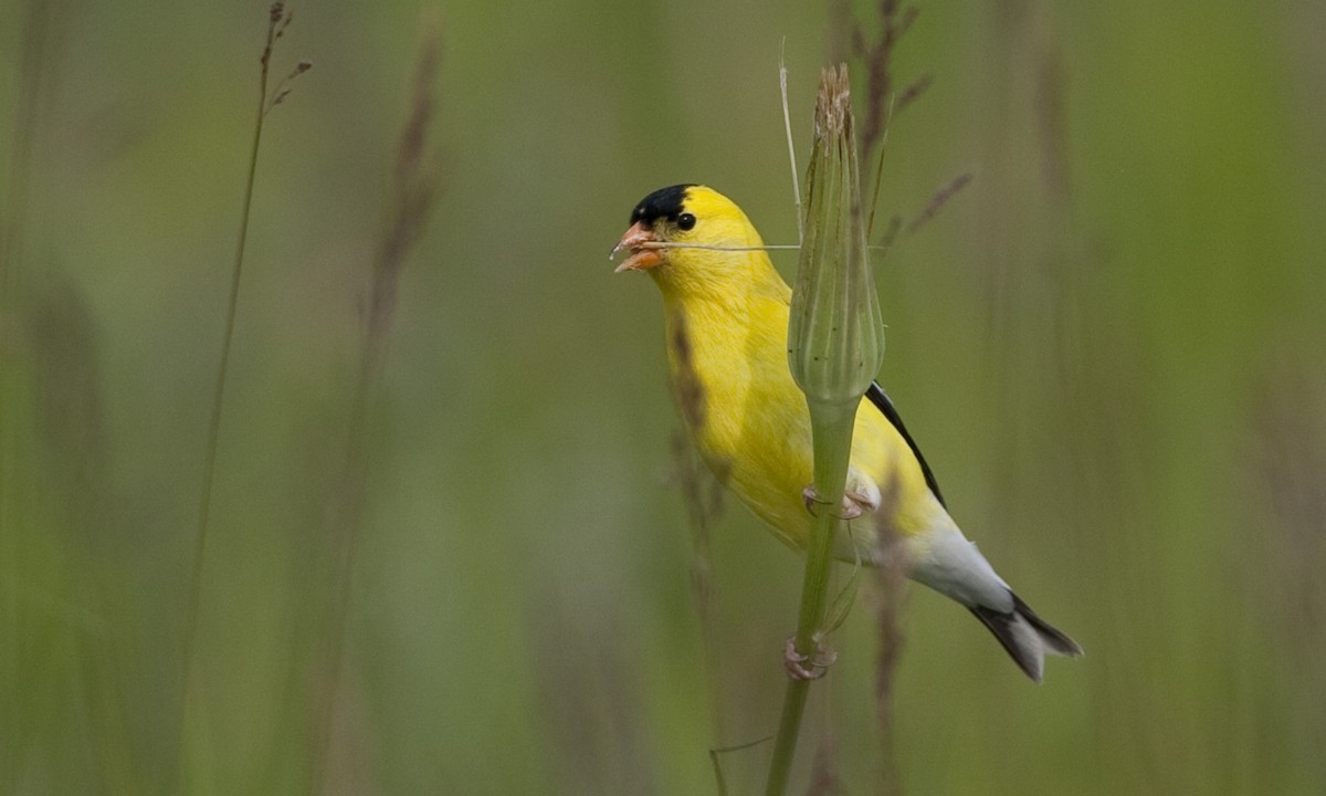 American Goldfinch - Brian Sullivan