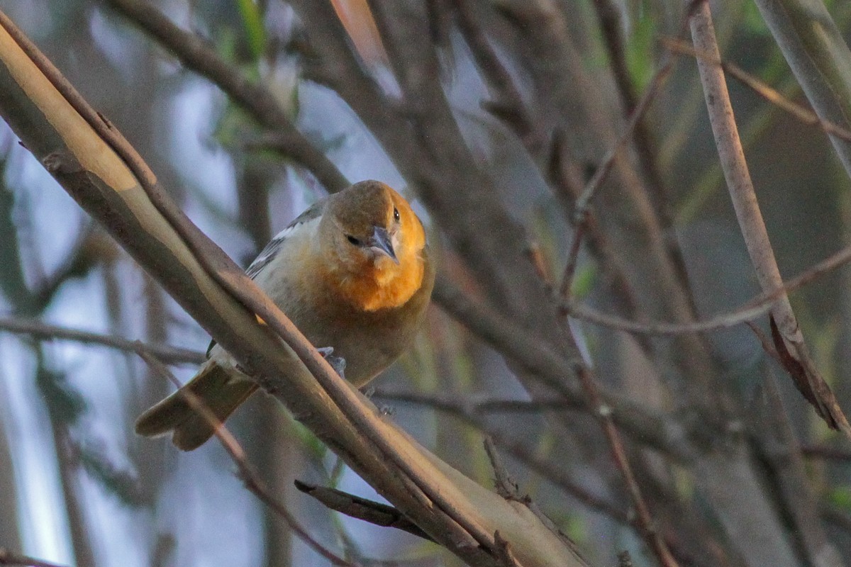 Bullock's Oriole - ML272150891