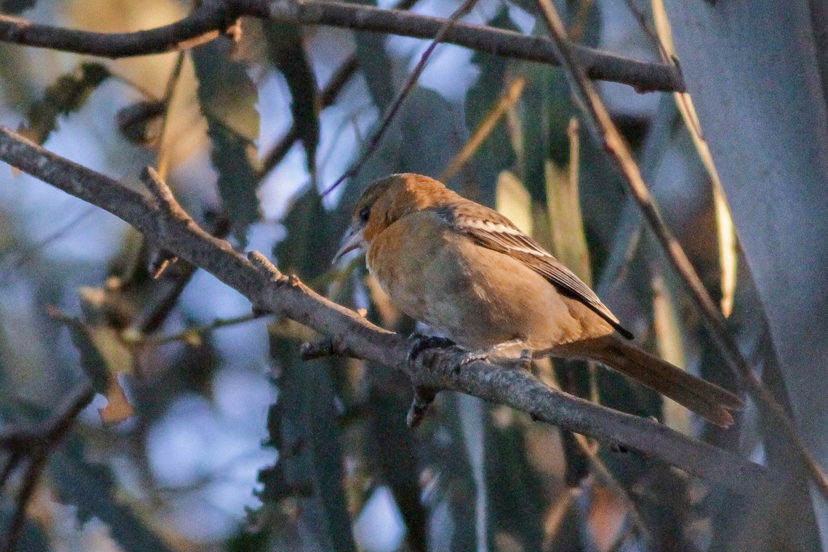 Bullock's Oriole - Louis Bevier