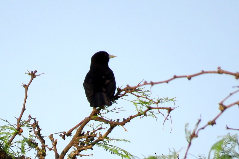 Solitary Black Cacique - ML272150911