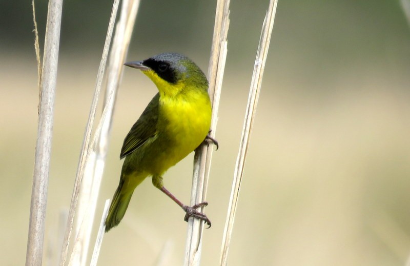 Southern Yellowthroat - ML272151231