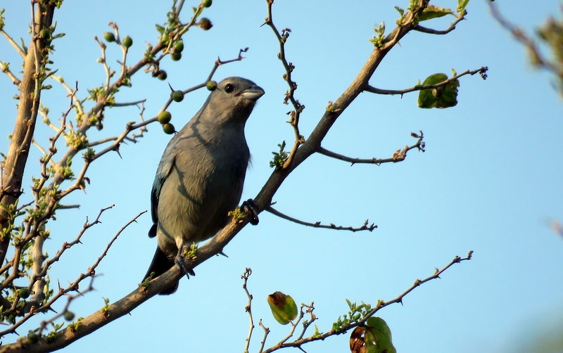 Sayaca Tanager - Juan Muñoz de Toro