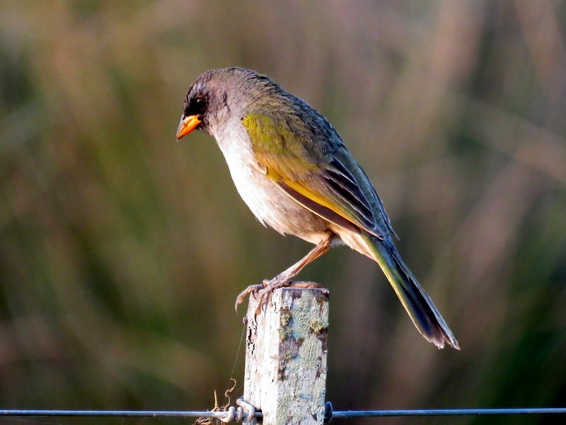 Great Pampa-Finch - ML272151871