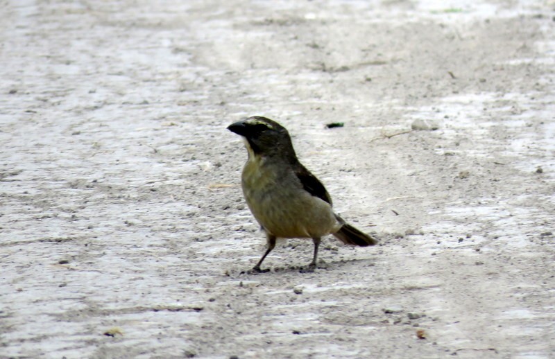 Bluish-gray Saltator - ML272151961