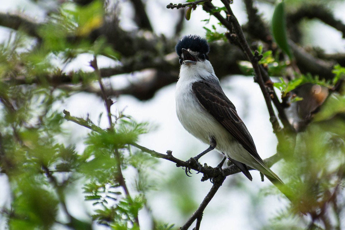 White-naped Xenopsaris - ML272152111