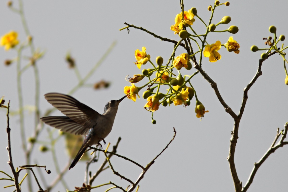 kolibřík klínoocasý - ML272153411