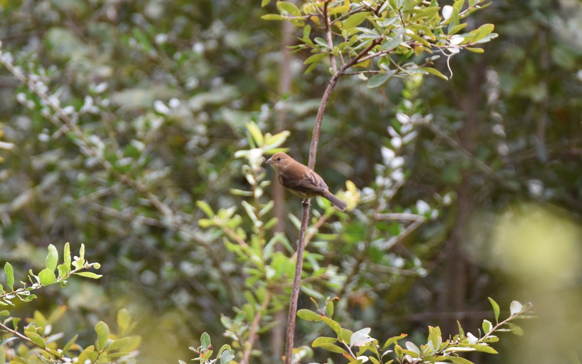 Indigo Bunting - ML272153791