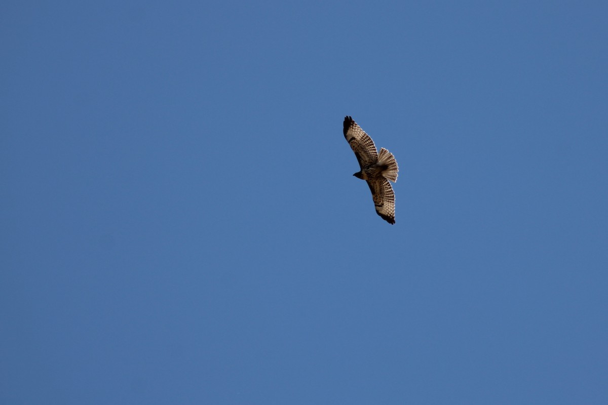 Red-tailed Hawk - ML272158251