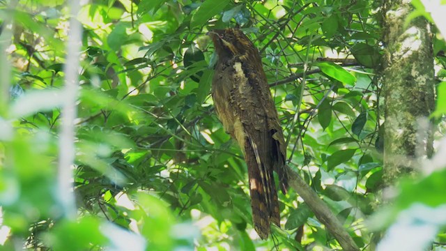 Long-tailed Potoo - ML272158331