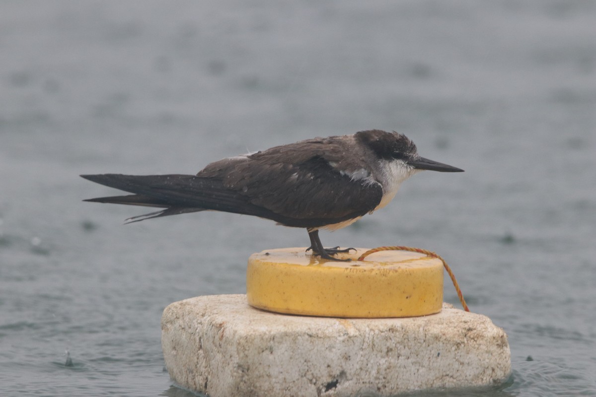 Bridled Tern - ML272159241