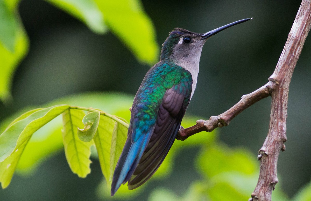 Wedge-tailed Sabrewing - ML272160421