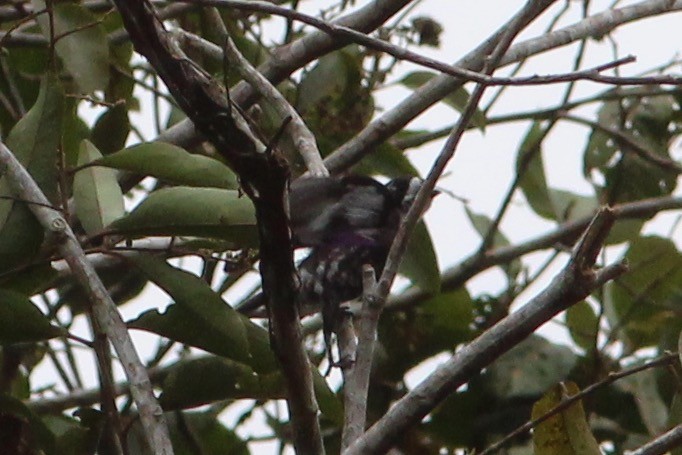 White-browed Purpletuft - ML272160611