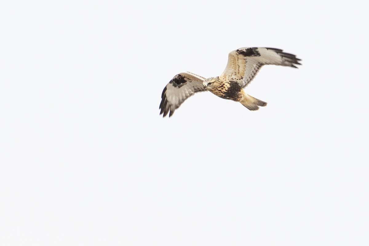 Rough-legged Hawk - ML272161891