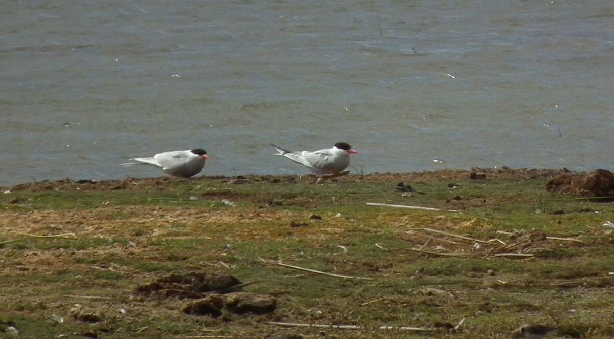 South American Tern - ML272162341