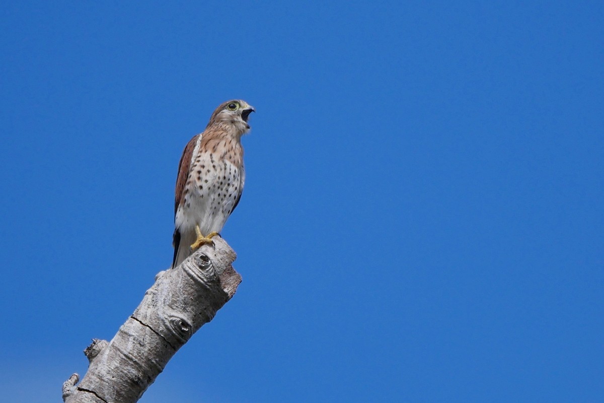 Malagasy Kestrel - ML272163101