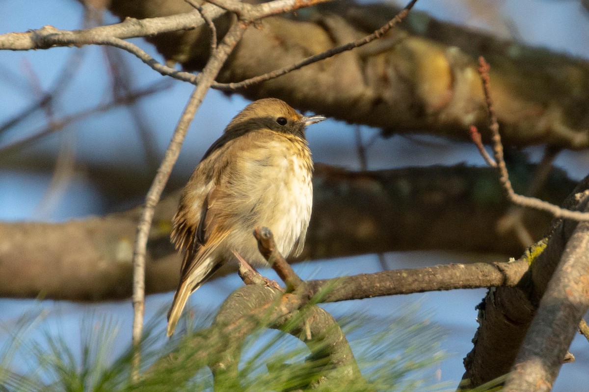 Hermit Thrush - ML272163361