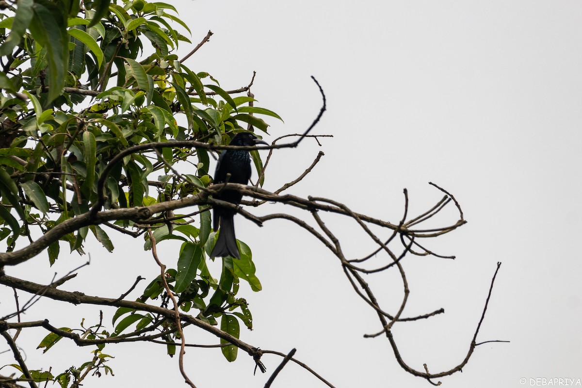 Hair-crested Drongo - ML272163691