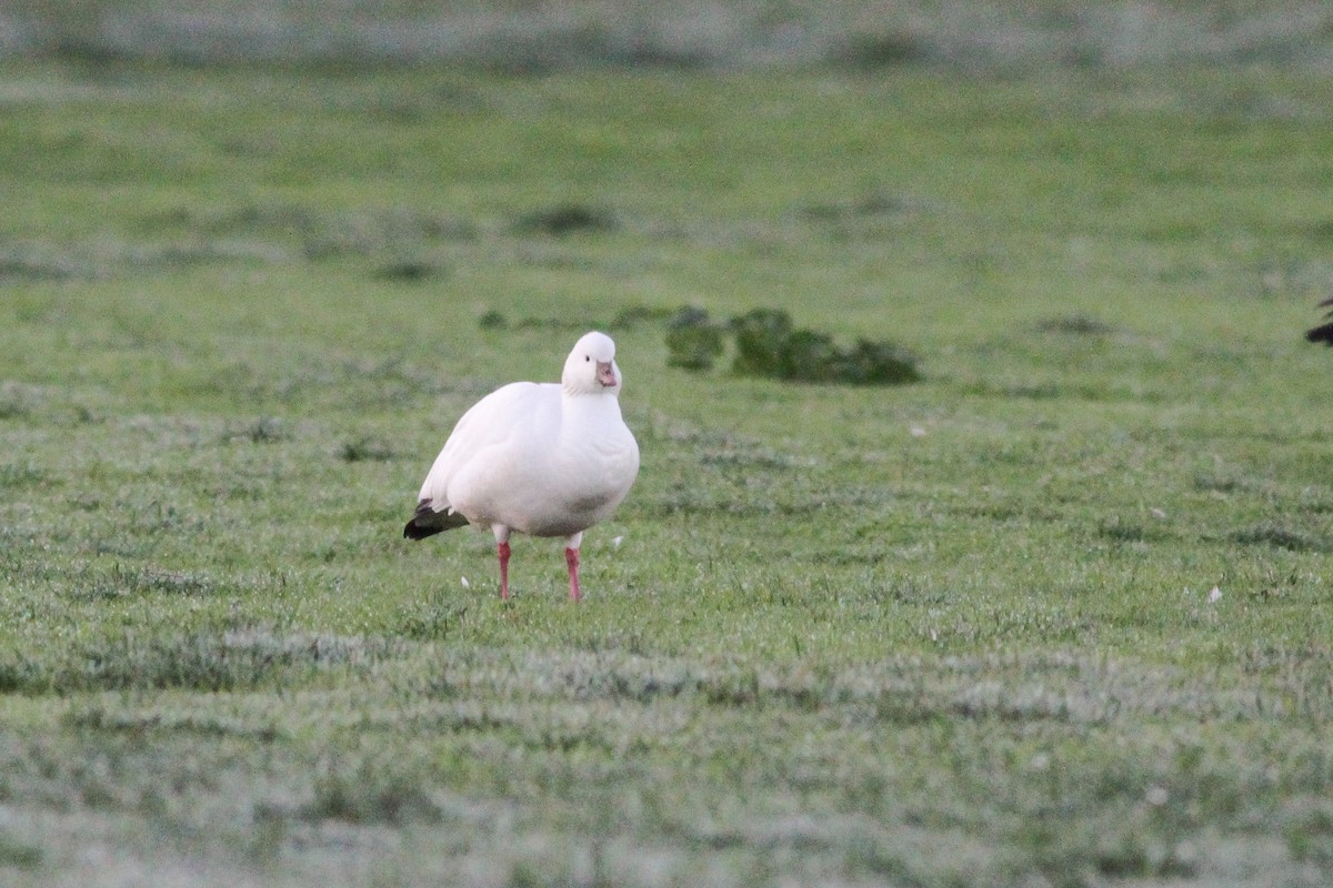 Ross's Goose - ML272164041