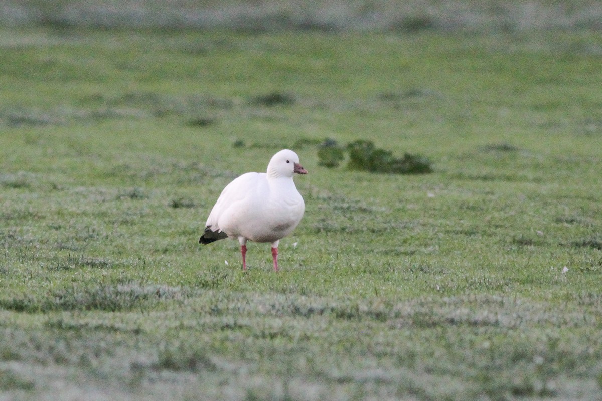 Ross's Goose - ML272164091