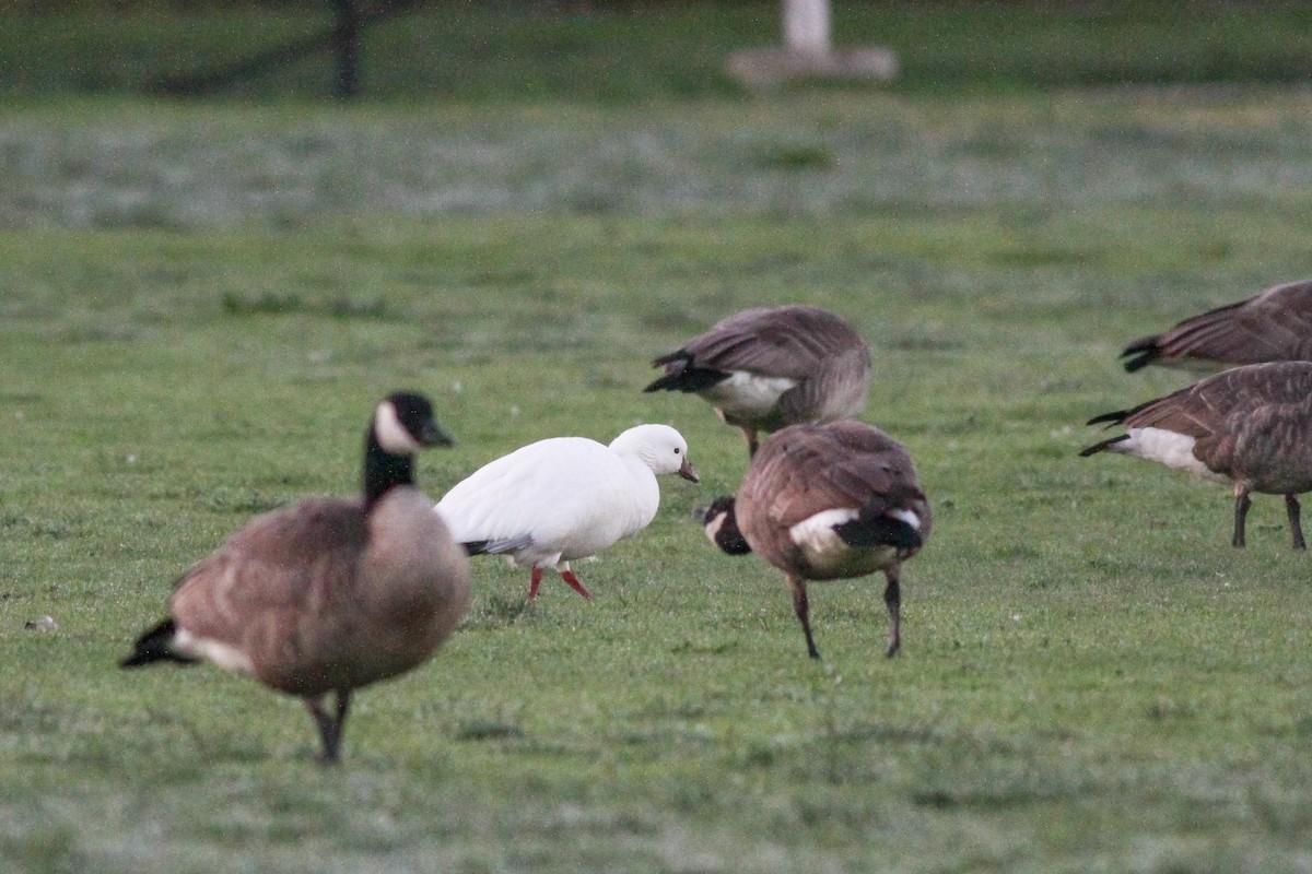 Ross's Goose - ML272164131