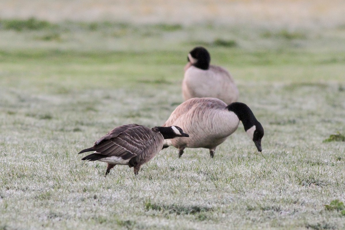 Cackling Goose - ML272164221