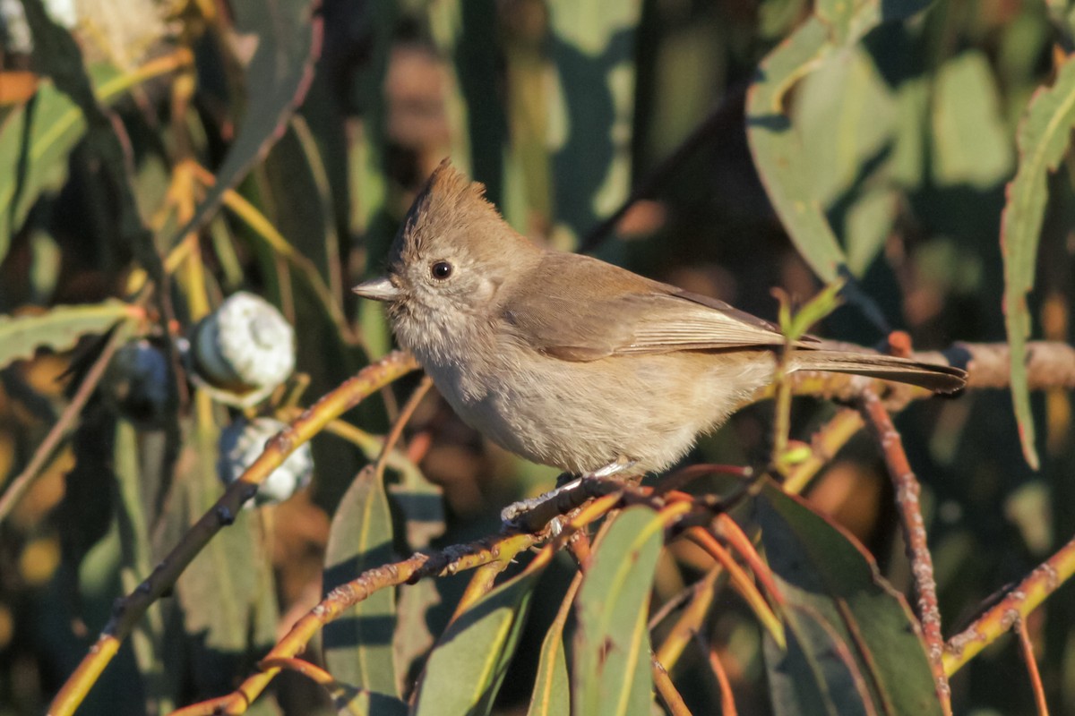 Oak Titmouse - ML272164391