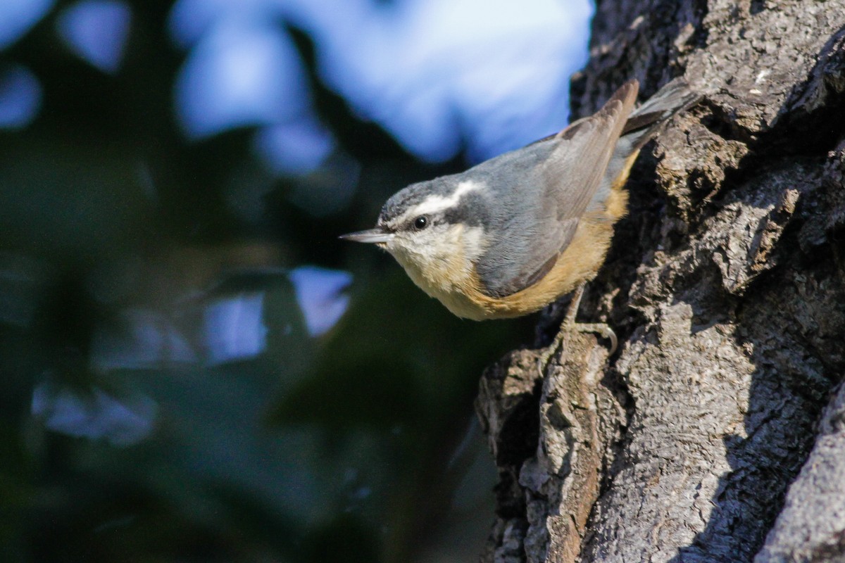 Red-breasted Nuthatch - ML272164421