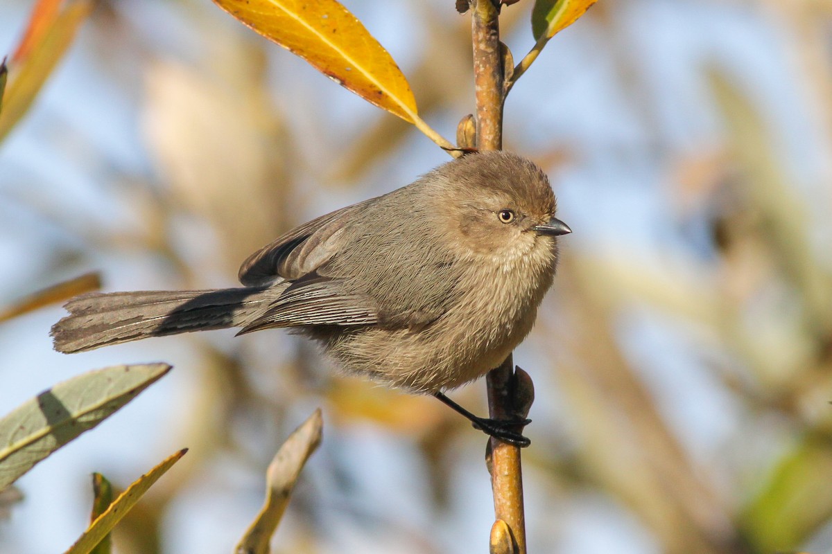 Bushtit (Pacific) - ML272164471