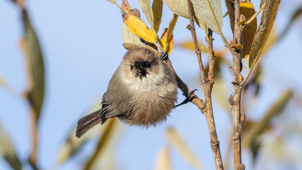 Bushtit (Pacific) - ML272164481