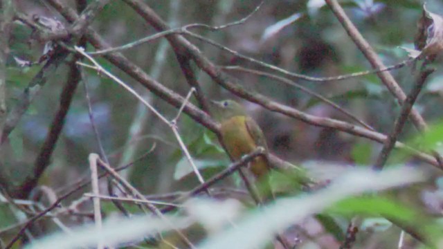 McConnell's Flycatcher - ML272166711