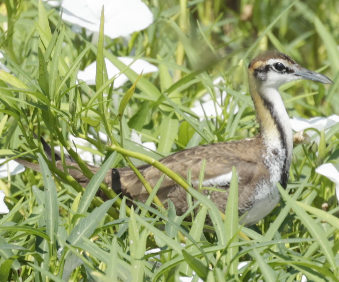 Pheasant-tailed Jacana - ML272167181