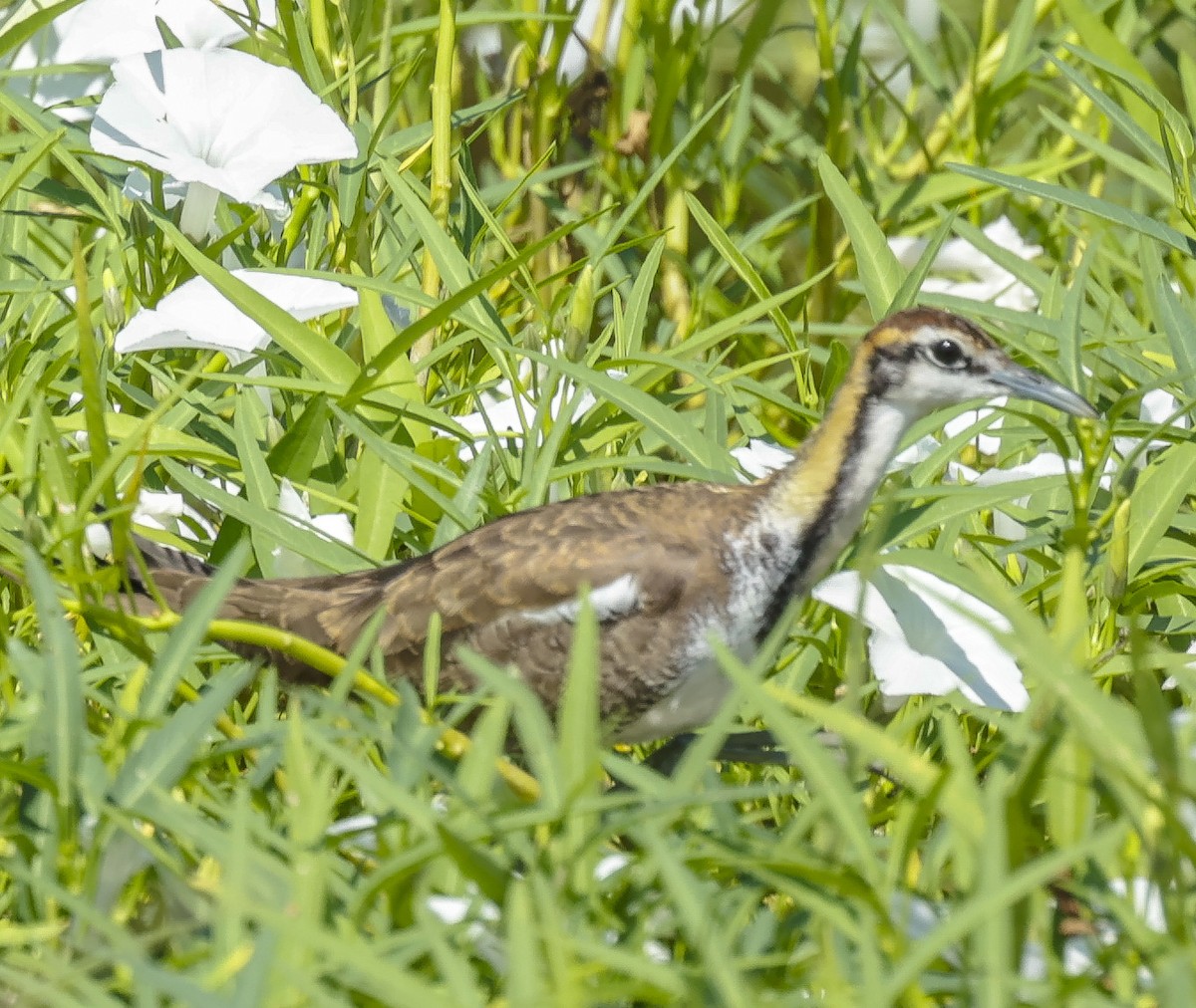 Pheasant-tailed Jacana - ML272167341
