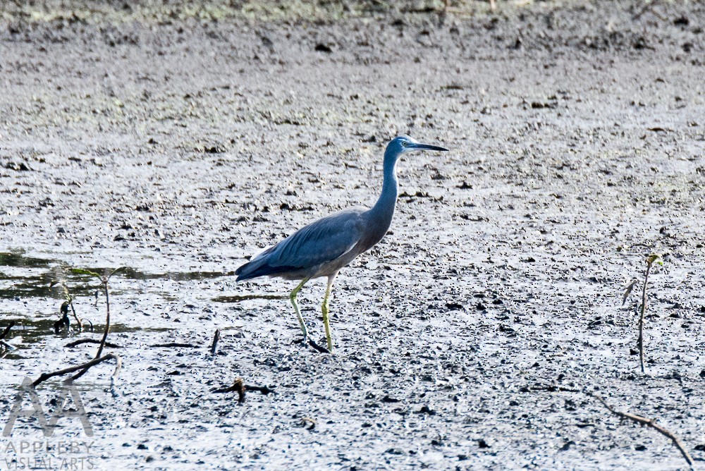 White-faced Heron - ML27216741