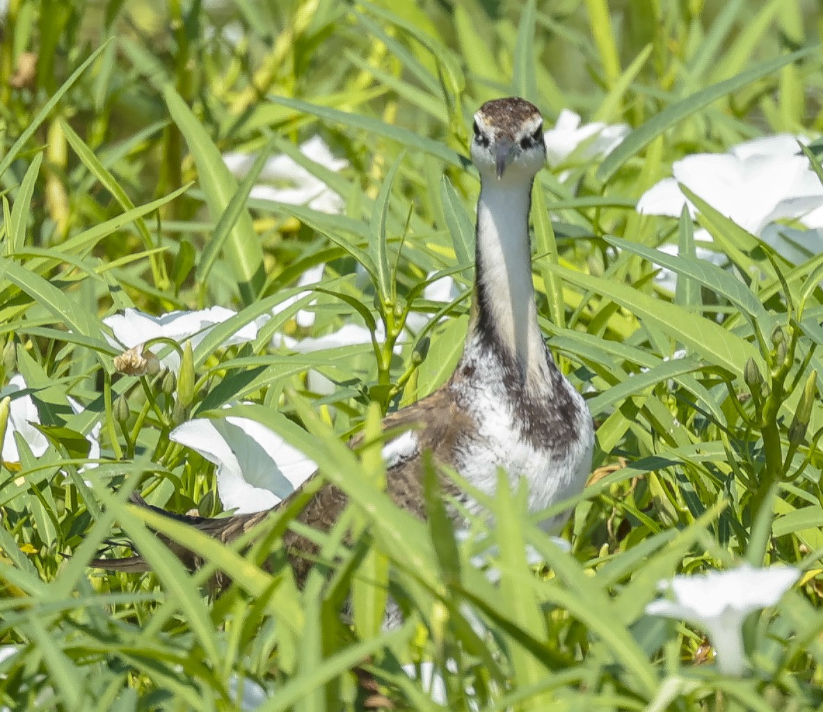 Pheasant-tailed Jacana - ML272167431