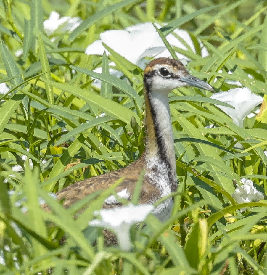 Pheasant-tailed Jacana - ML272167571
