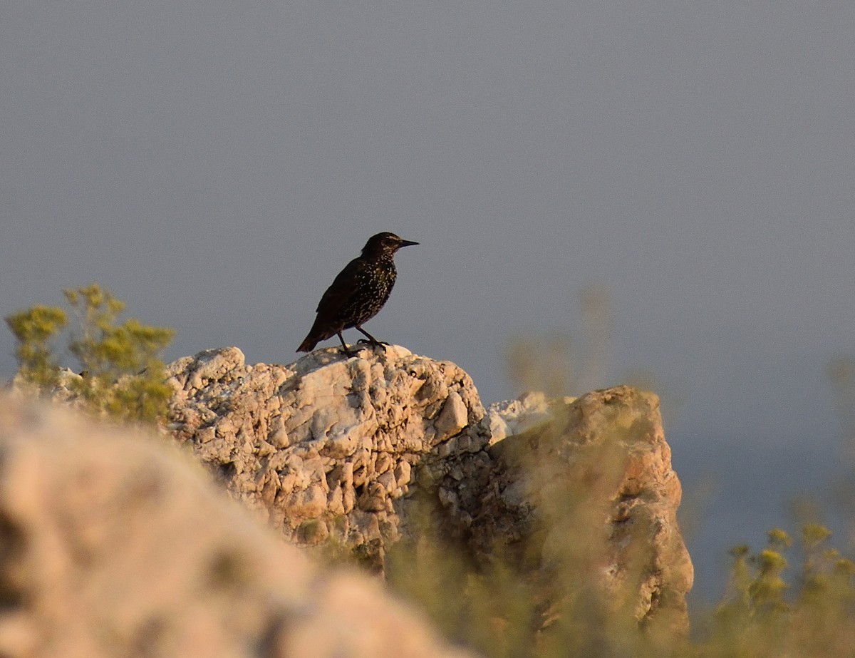 European Starling - ML272167601