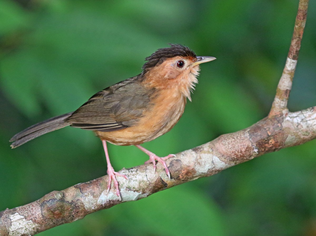 Brown-capped Babbler - Iroshan Rupasinghe