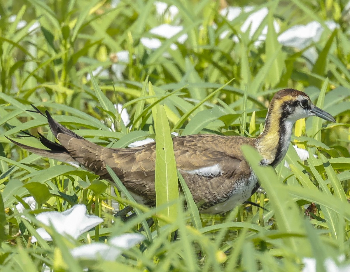 Pheasant-tailed Jacana - ML272167951