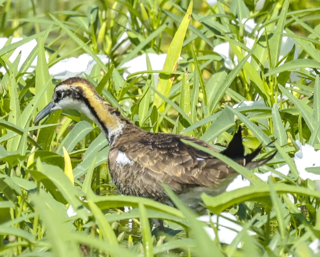 Pheasant-tailed Jacana - ML272168301