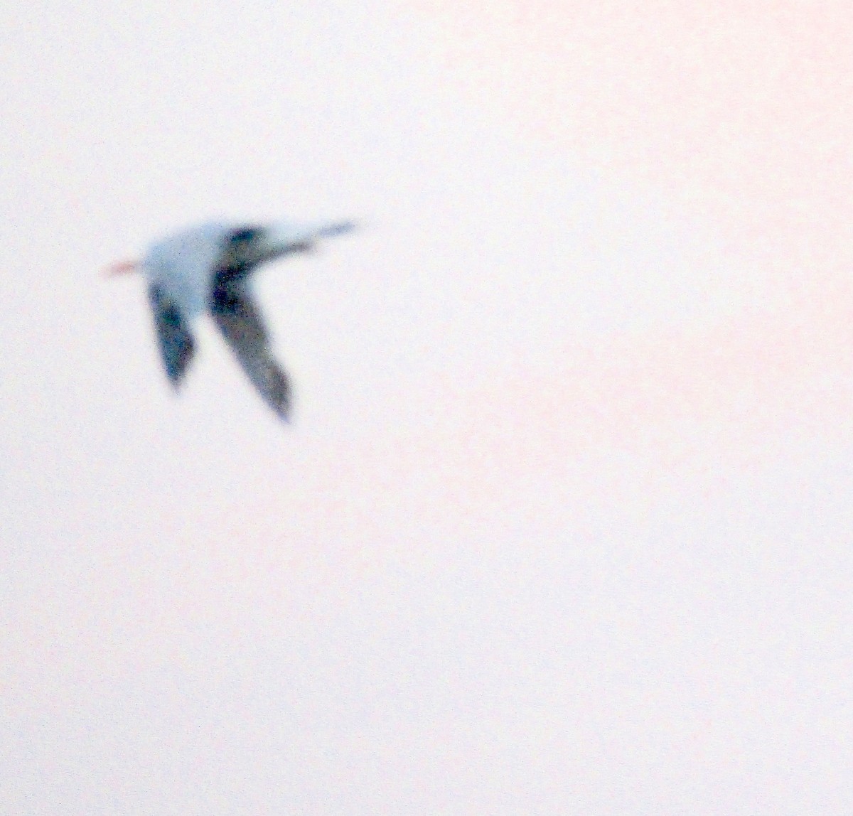Royal Tern - ML272169491