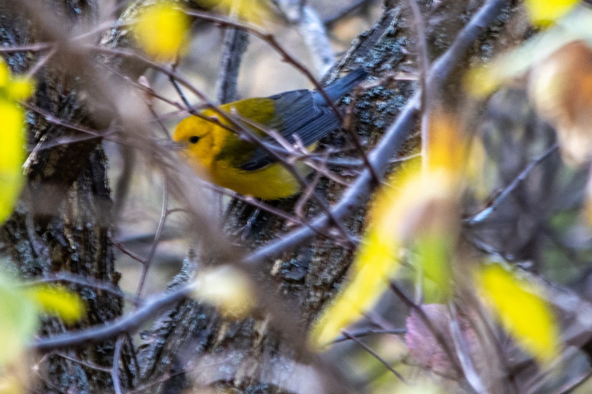 Prothonotary Warbler - Melanie Streeter